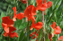 Ærteblomst 'Old Spice Henry Eckford'