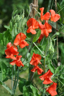Ærteblomst 'Old Spice Henry Eckford'