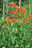Ærteblomst 'Old Spice Henry Eckford'