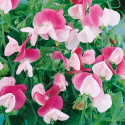 Dværg Ærteblomst 'Cupid Pink'