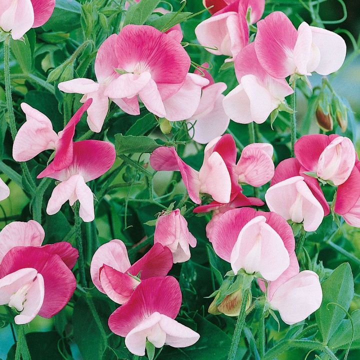 Dværg Ærteblomst 'Cupid Pink'