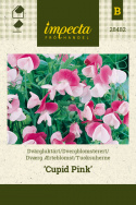 Dværg Ærteblomst 'Cupid Pink'