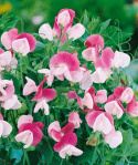 Dværg Ærteblomst 'Cupid Pink'
