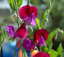 Ærteblomst 'Franciscus Cupani'