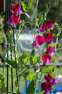 Ærteblomst 'Franciscus Cupani'
