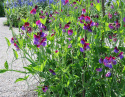 Ærteblomst 'Franciscus Cupani'