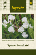 Ærteblomst 'Spencer Swan Lake'