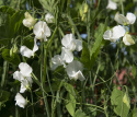 Ærteblomst 'Spencer Swan Lake'