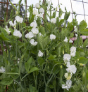 Ærteblomst 'Spencer Swan Lake'