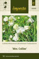 Ærteblomst 'Mrs. Collier'