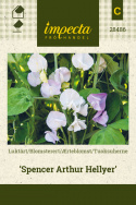 Ærteblomst 'Spencer Arthur Hellyer'