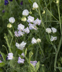 Ærteblomst 'Spencer Arthur Hellyer'