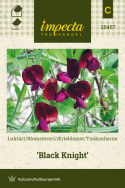 Ærteblomst 'Black Knight'