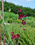 Ærteblomst 'Black Knight'