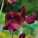 Ærteblomst 'Black Knight'