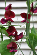 Ærteblomst 'Black Knight'