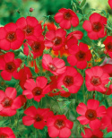Hørblomst 'Rubrum'