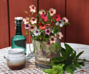 Hørblomst 'Charmer'