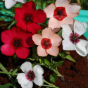 Hørblomst 'Charmer'