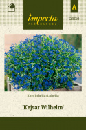 Kantlobelia 'Kejser Wilhelm'