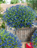 Kantlobelia 'Kejser Wilhelm'