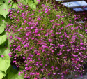 Hængelobelia 'Cascade Red'