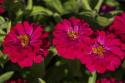 Frøkenhat 'Zahara Double Cherry'