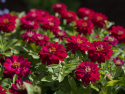 Frøkenhat 'Zahara Double Cherry'