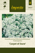 Biblomme 'Carpet Of Snow'