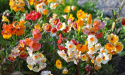 Sommerfugleblomst 'Carnival'