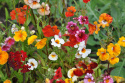 Sommerfugleblomst 'Carnival'