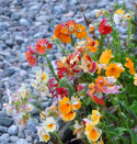 Sommerfugleblomst 'Carnival'