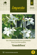 Stor prydtobak 'Grandiflora'