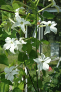 Stor prydtobak 'Grandiflora'