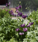 Enkelt valmue 'Hungarian Blue'