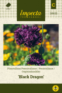 Pæonvalmue 'Black Dragon'