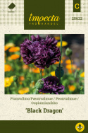 Pæonvalmue 'Black Dragon'