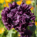 Pæonvalmue 'Black Dragon'