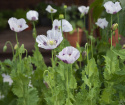 Enkelt valmue 'Bread Seed Poppy'
