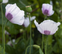 Enkelt valmue 'Bread Seed Poppy'