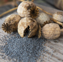 Enkelt valmue 'Bread Seed Poppy'