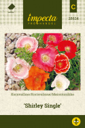 Kornvalmue 'Shirley Single'