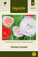 Kornvalmue 'Shirley Double'