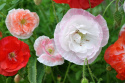 Kornvalmue 'Shirley Double'