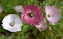 Kornvalmue 'Mother of Pearl'