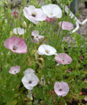 Kornvalmue 'Mother of Pearl'