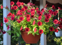 Hængepetunia F1 'Easy Wave Red Velour'