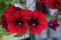 Hængepetunia F1 'Easy Wave Red Velour'