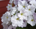 Hængepetunia F1 'Easy Wave White'