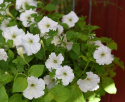 Hængepetunia F1 'Easy Wave White'